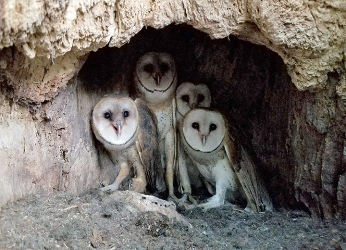 Wisconsin has barn owl nest for 1st time in 20 years News, Sports